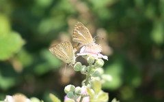 Polyommatus ripartii