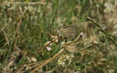 Polyommatus ripartii
