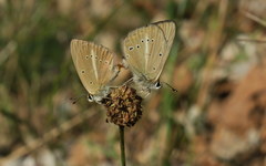 Polyommatus ripartii