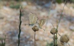 Polyommatus ripartii