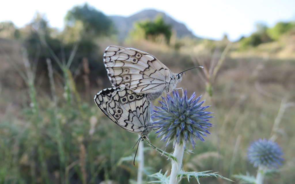 Balkan Marbled White
