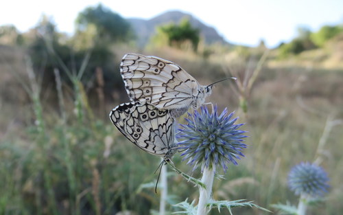 Balkan Marbled White