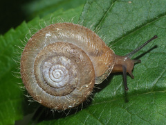 Trochulus villosus