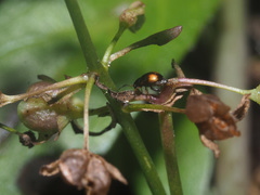 Longitarsus holsaticus