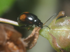 Longitarsus holsaticus