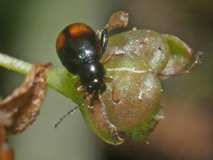 Longitarsus holsaticus