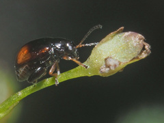 Longitarsus holsaticus