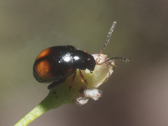 Longitarsus holsaticus