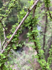 Phyllanthus macranthus