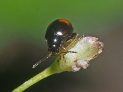 Longitarsus holsaticus