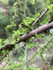 Phyllanthus macranthus