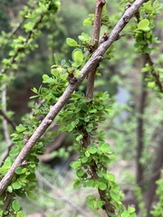 Phyllanthus macranthus