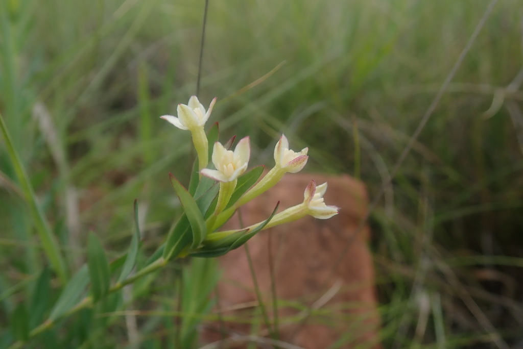 Gnidia fastigiata