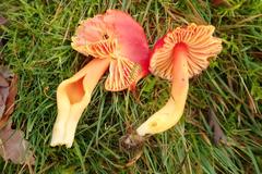 Hygrocybe splendidissima
