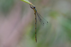 Synlestes selysi