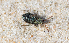 Phyllobius viridicollis