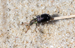 Phyllobius viridicollis