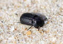Melanimon tibiale
