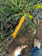 Hemerocallis lilioasphodelus