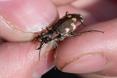 Cicindela maritima