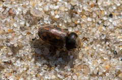 Heterocerus flexuosus