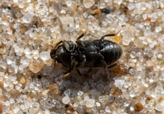 Heterocerus flexuosus