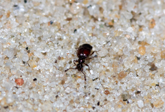 Brachygluta helferi