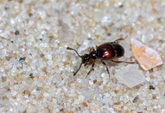 Brachygluta helferi