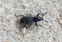 Coelositona cambricus