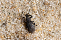 Coelositona cambricus