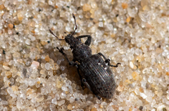 Coelositona cambricus