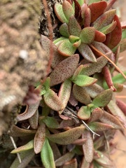 Crassula setulosa jenkinsii