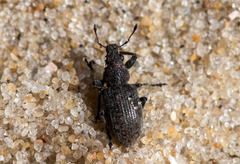 Coelositona cambricus