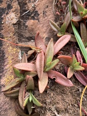 Crassula setulosa jenkinsii