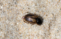 Melinopterus prodromus