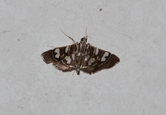 Chabula acamasalis