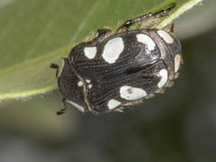 Discopeltis tricolor