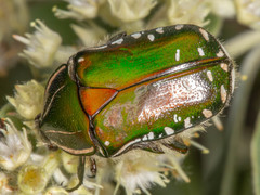 Rhabdotis intermedia