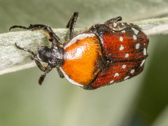 Clinteroides permutans