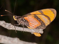 Acraea anemosa
