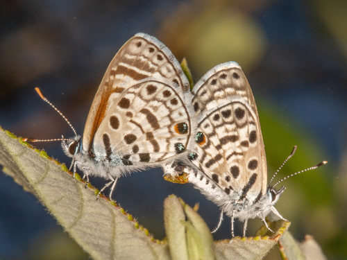 African Babul Blue