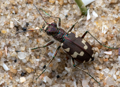 Cicindela maritima