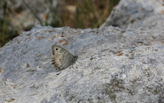 Pseudochazara graeca