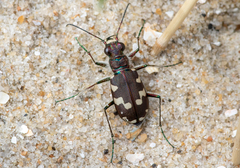 Cicindela maritima