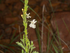 Chascanum