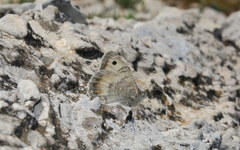 Pseudochazara graeca