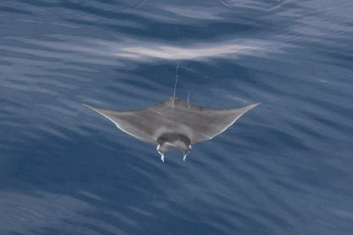 Foto de Manta mobular (Mobula mobular)