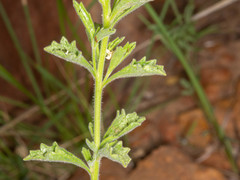Chascanum