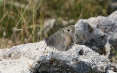 Pseudochazara graeca