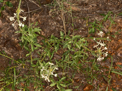 Chascanum